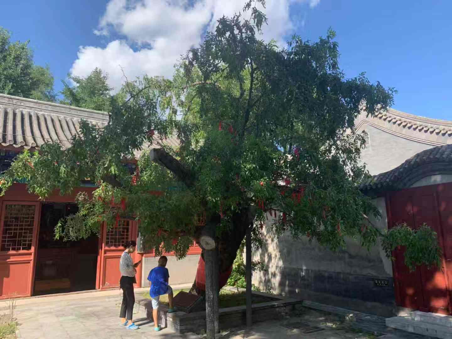 枣 zǎo